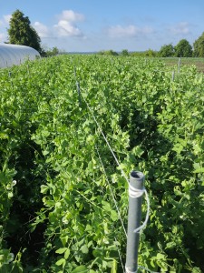Groszek cukrowy  ekstra płaski i młody (200 gram)